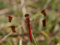 0006 (gebänderte Heidelibelle (M)